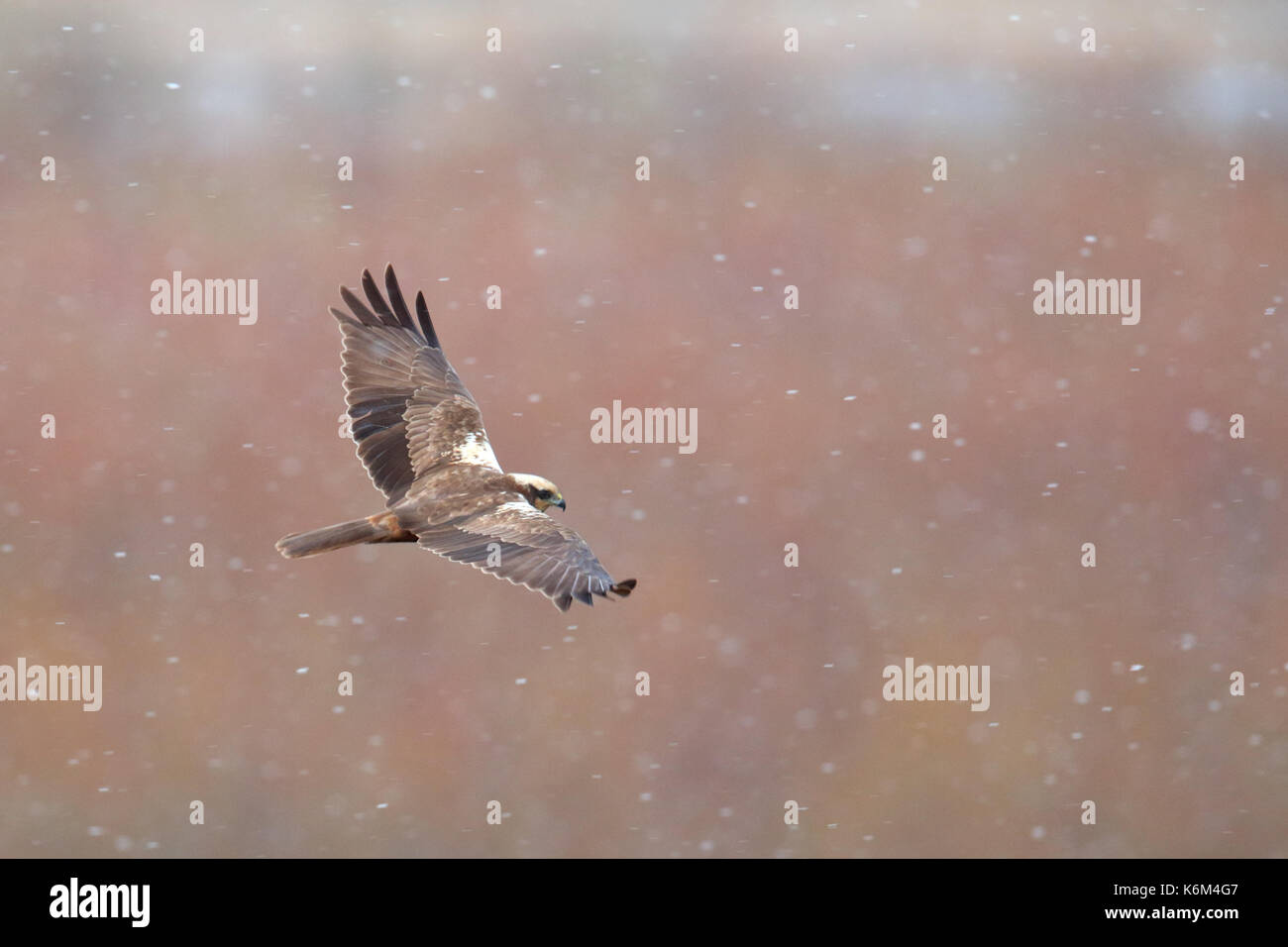 Rohrweihe (Circus aeruginosus) im Frühjahr Schneefall, Europa. Stockfoto