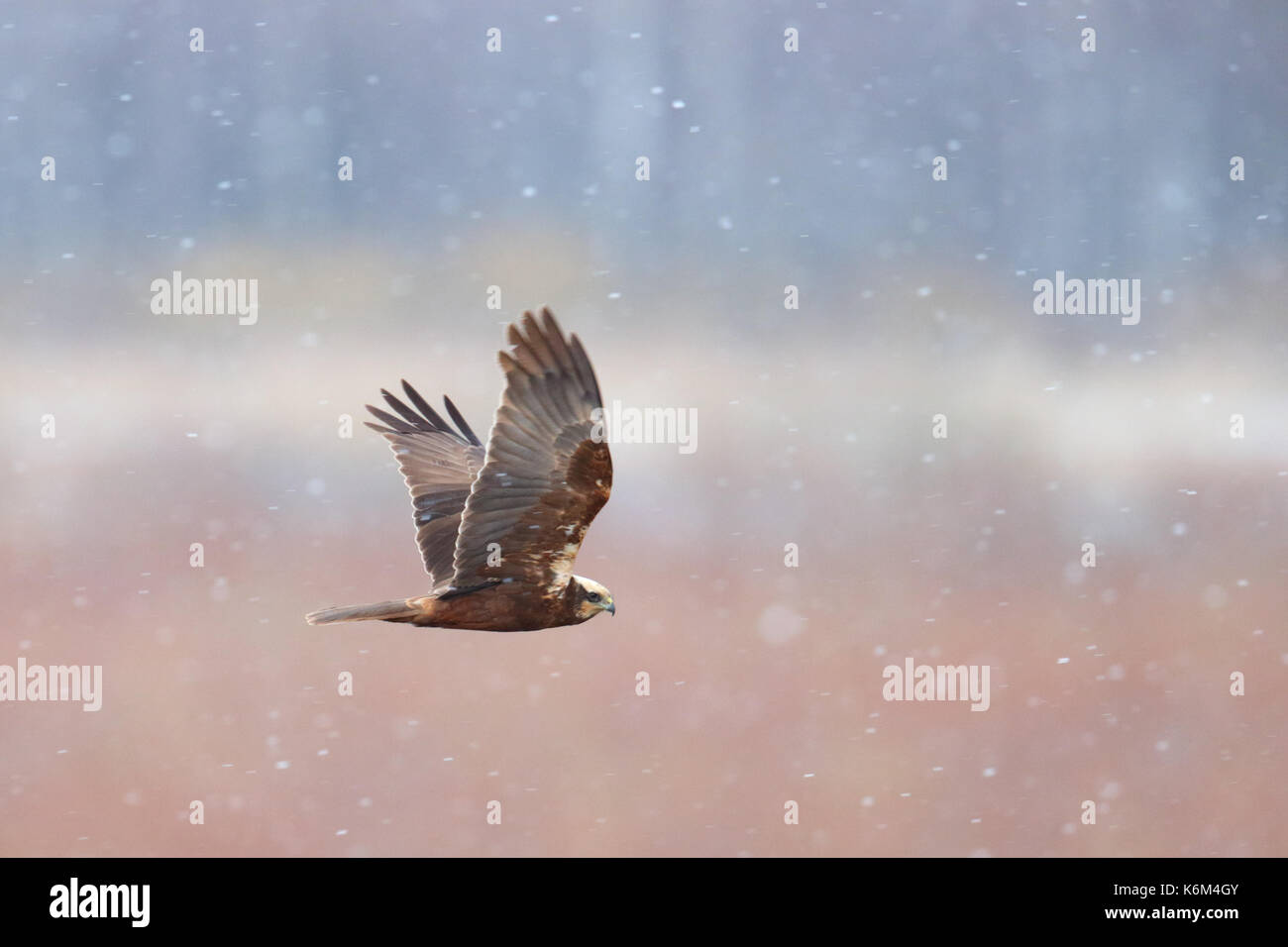 Rohrweihe (Circus aeruginosus) im Frühjahr Schneefall, Europa. Stockfoto