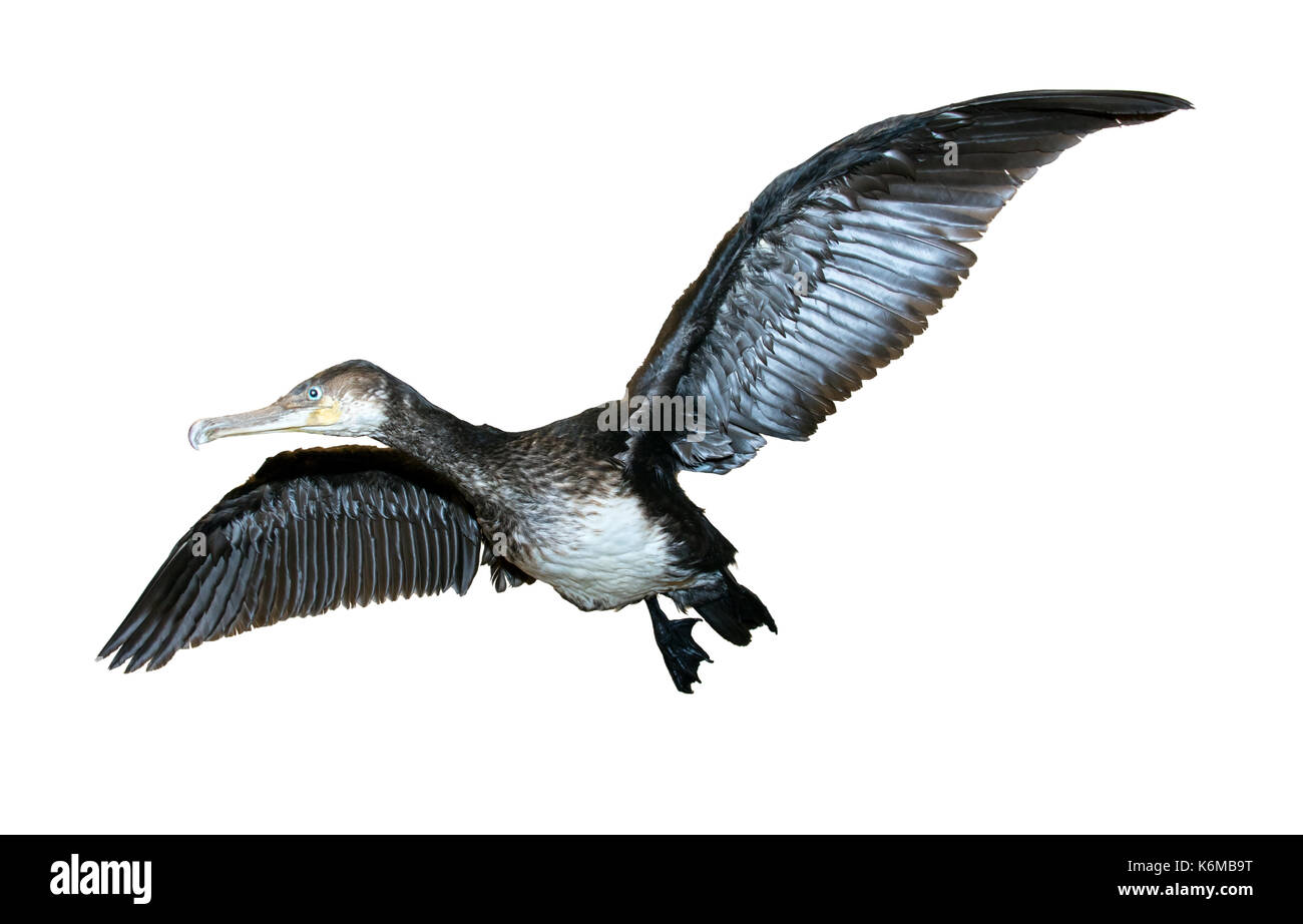 Flying Kormoran (Phalacrocorax carbo) auf weißem Hintergrund Stockfoto