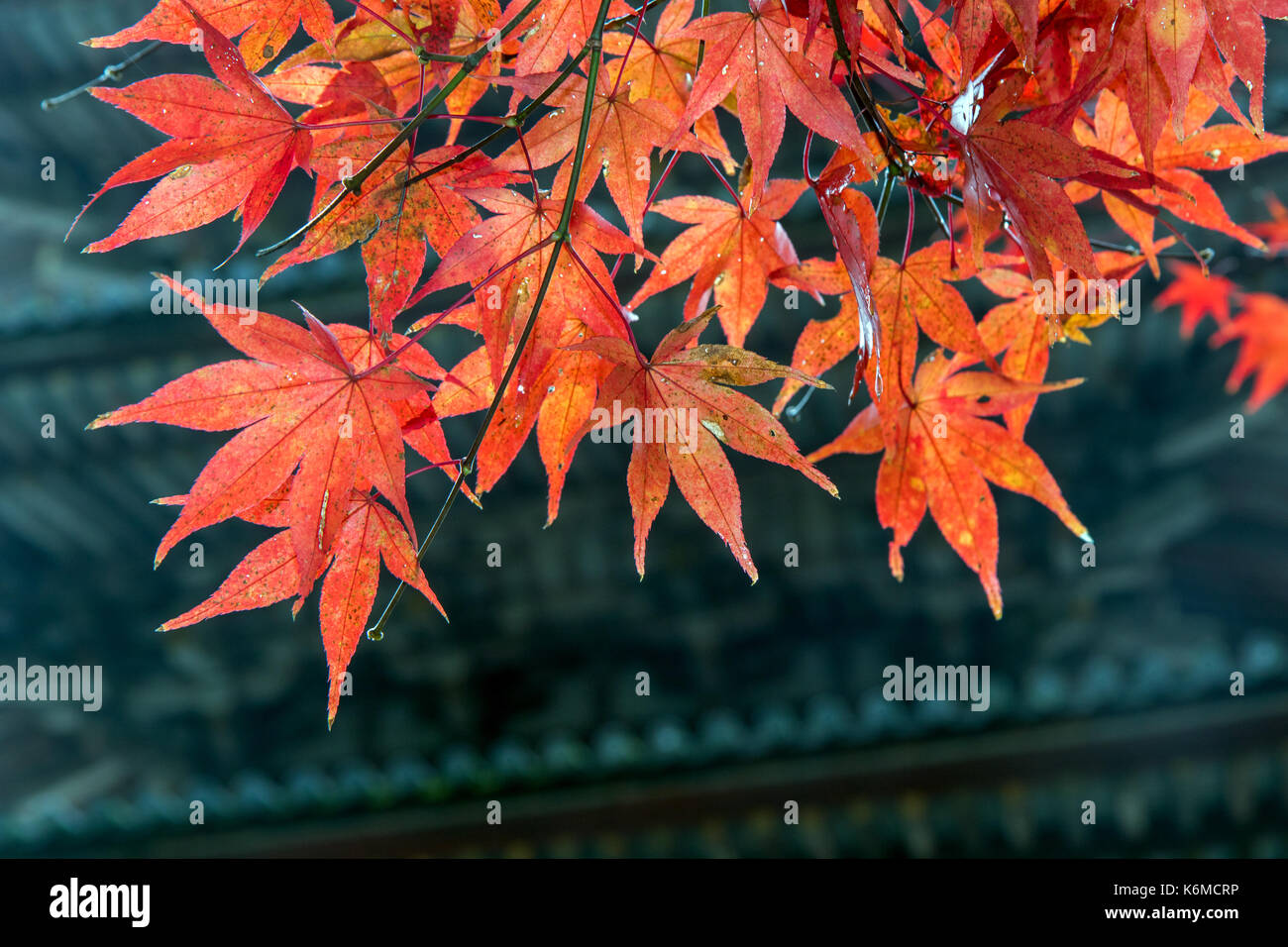 Rote Blätter am Zweig mit Hintergrund von Fünf stöckige Pagode Goju-no-in Shimo Daigo, Daigoji Tempel, Kyoto, Japan Stockfoto