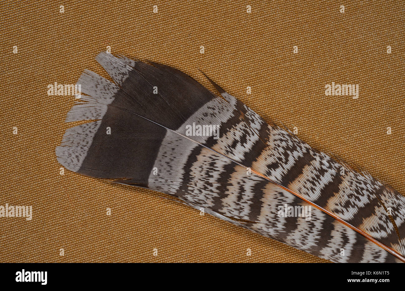 Vari Grouse, bonasa umbellus, schwanz Federn auf braune Leinwand, in der Adirondack, New York Wildnis gefunden. Stockfoto