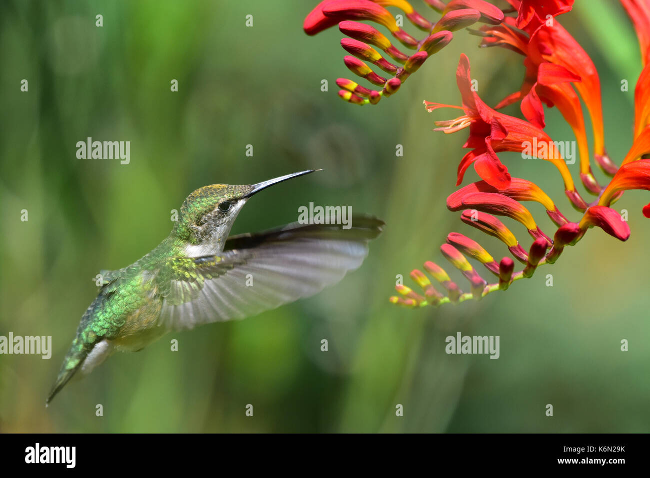 Ein Ruby-throated hummingbird an einer hellen roten crocosmia Blume in einem Garten in Spekulant, New York NY USA schweben. Stockfoto