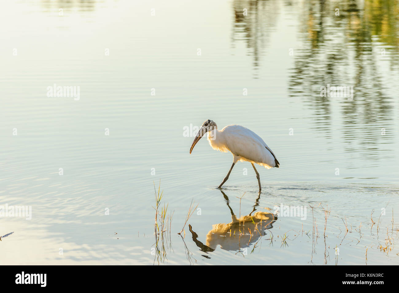 Ein Planschbecken Holz Storch, mycteria Americana, auf der Suche nach Fisch in West Central Florida See. Stockfoto