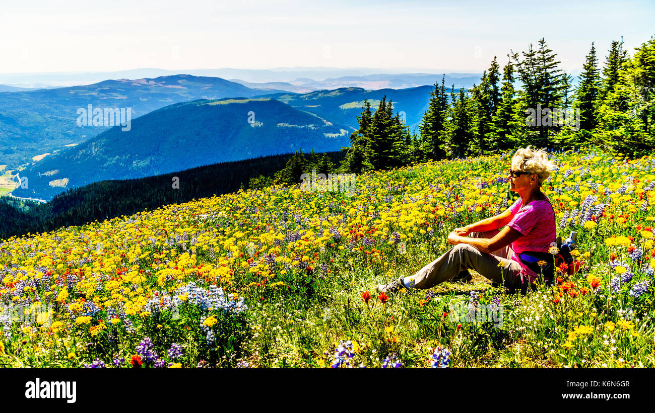 Ältere Frau sitzt unter den Wildblumen in der hochalpinen Der Shuswap Hochland in Zentral British Columbia Kanada Stockfoto