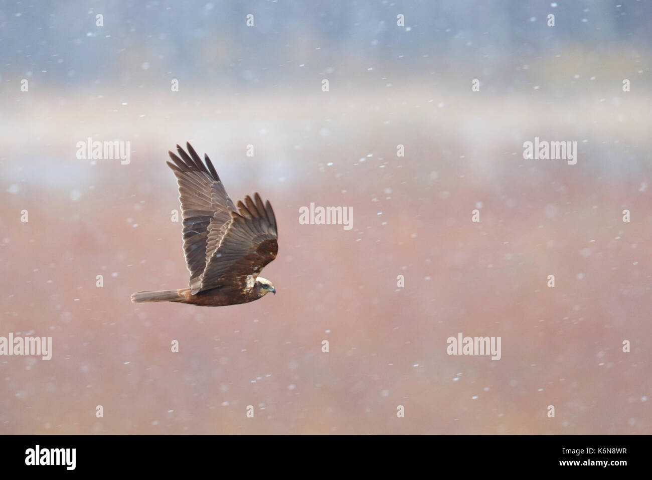 Rohrweihe (Circus aeruginosus) im Frühjahr Schneefall, Europa. Stockfoto