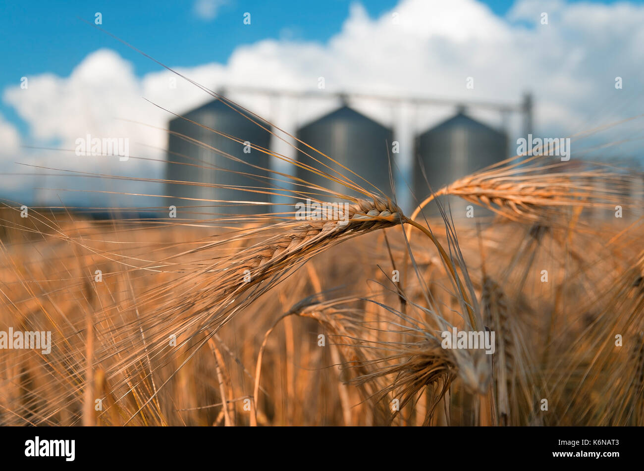 Feld mit Getreide Silos für die Landwirtschaft Stockfoto