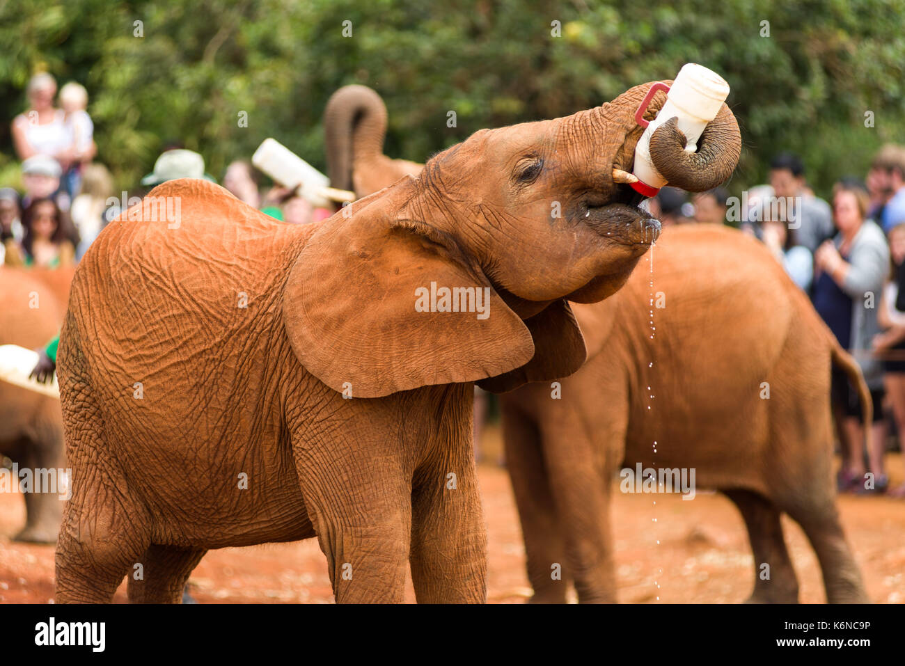 Kinder baby Afrikanischen Busch Elefant (Loxodonta africana) während der Fütterung an David Sheldrick das Elefanten Waisenhaus, Nairobi, Kenia Stockfoto