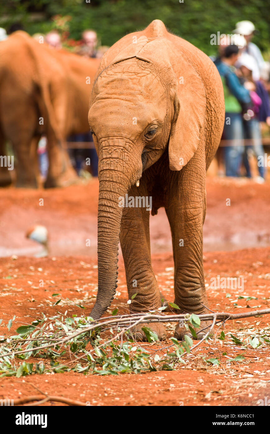  Kinder  baby Afrikanischen Busch Elefant Loxodonta 