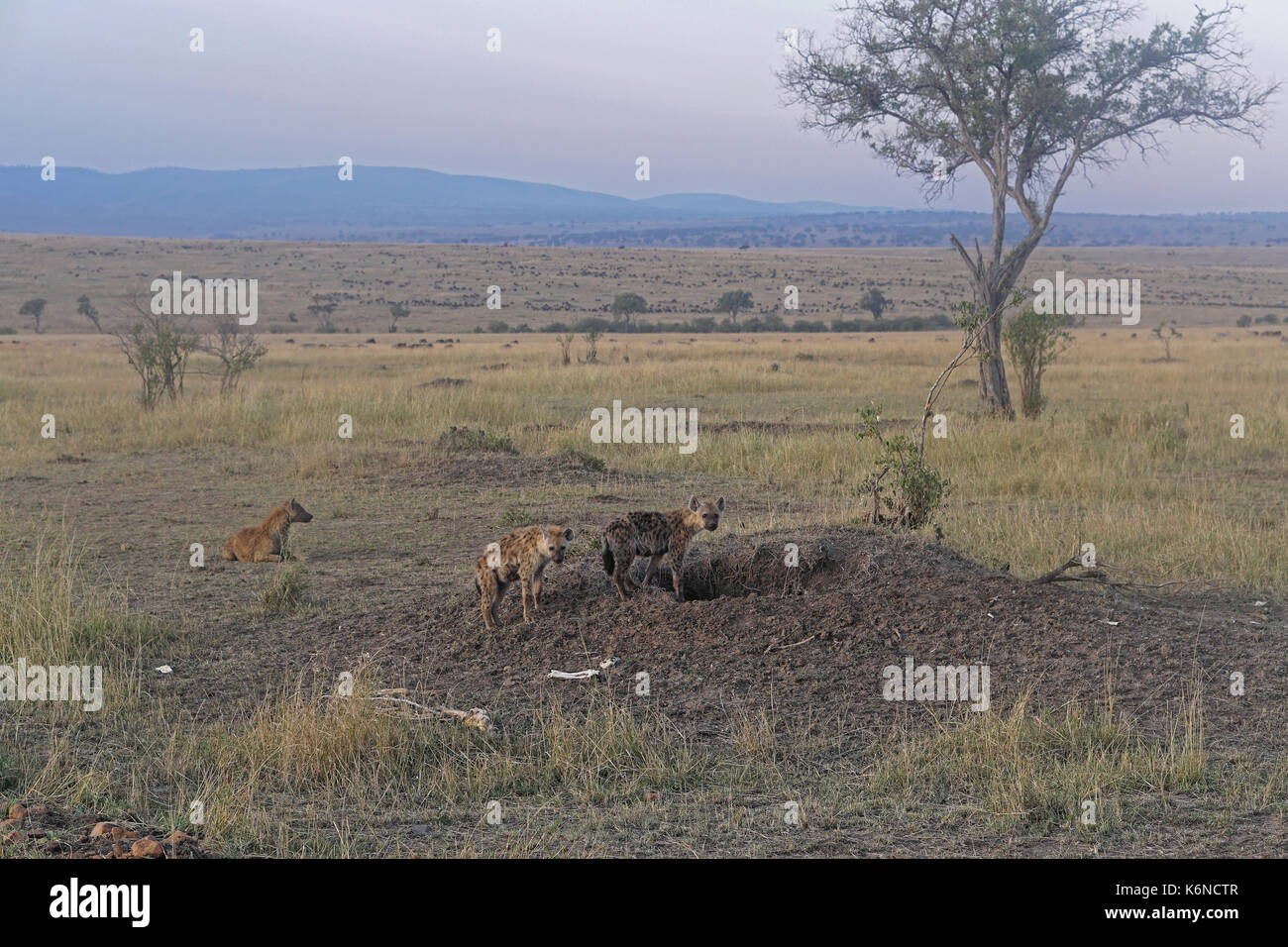 Mehrere Tüpfelhyänen in der Nähe von Loch in Afrika Stockfoto