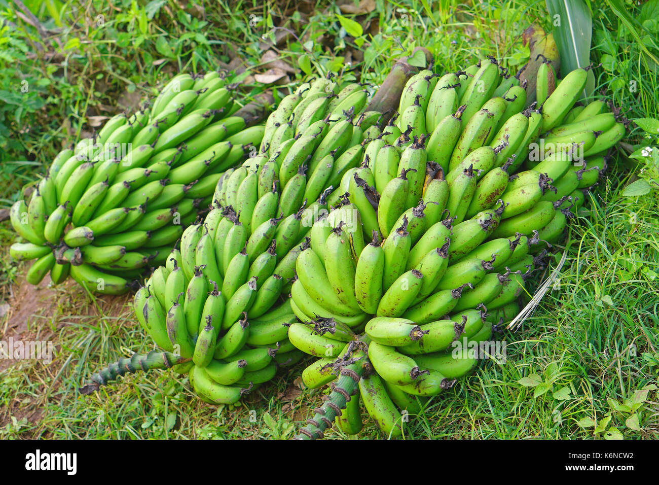 Bündel grün raw Bananen in Afrika Stockfoto