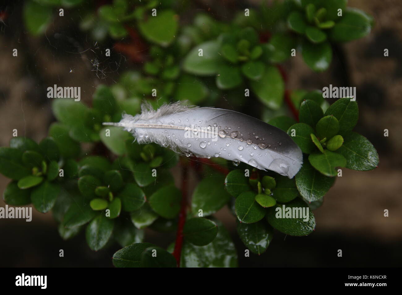 Feder im Regen Stockfoto