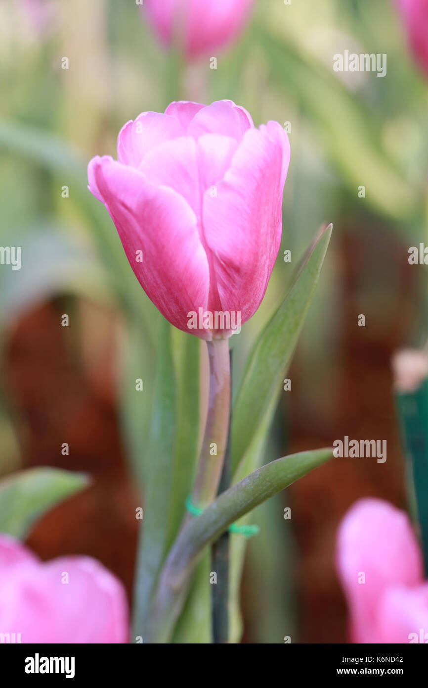 Hell rosa Tulpen im Garten blühen. Stockfoto