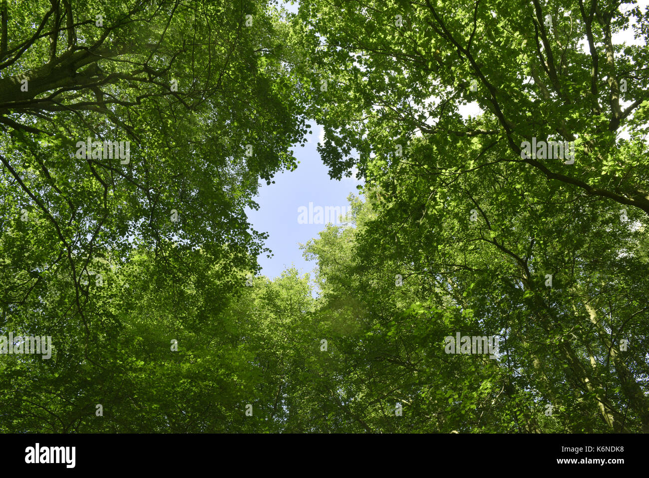 Sommer woodland Canopy Stockfoto