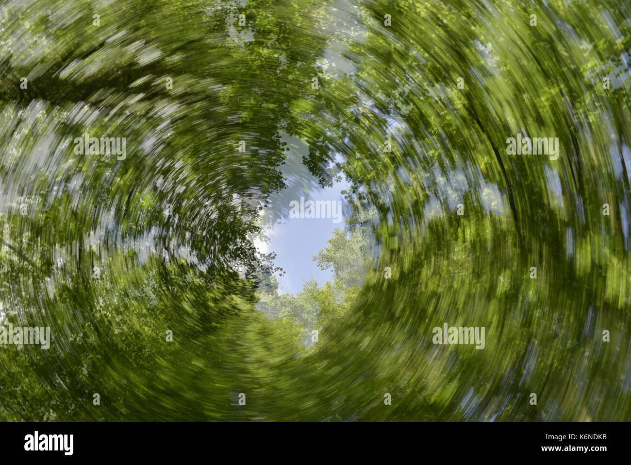 Abstrakte woodland Canopy Stockfoto