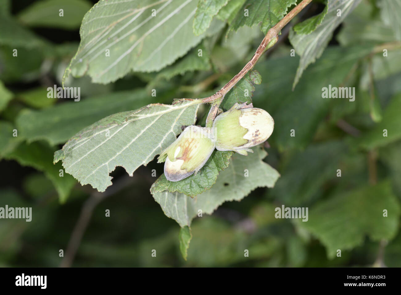 Hazel - Corylus avellana Stockfoto