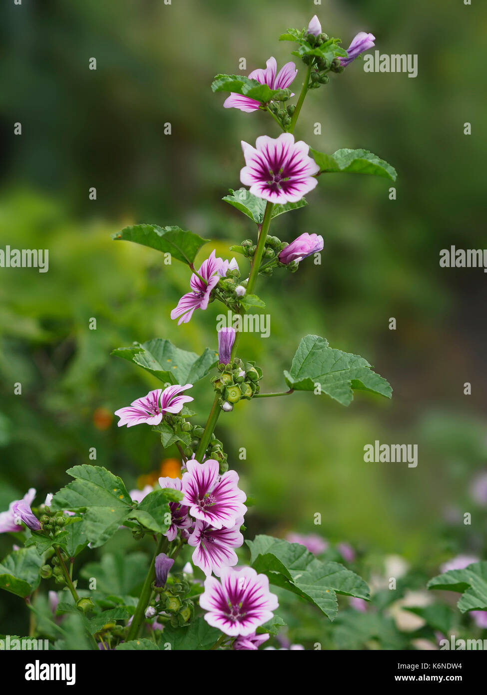 Im Garten blühen schöne Blume lila Kopf, Schönheit der Natur, Blüte; frische; Blatt; moderne; Natur; Außenbereich; Pflanze Blütenblatt; Purpur; Rosa; Stockfoto