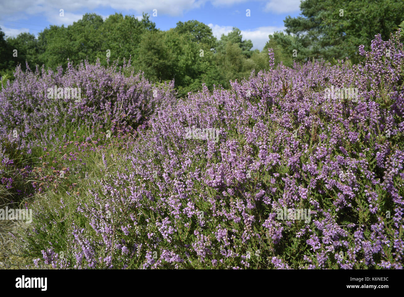 Heidekraut Calluna vulgaris Stockfoto