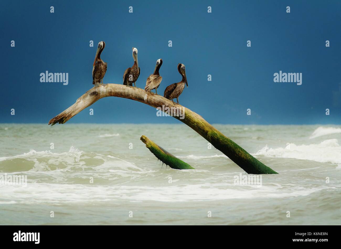 Pelikane bei stürmischem Wetter auf einem Baum Stockfoto