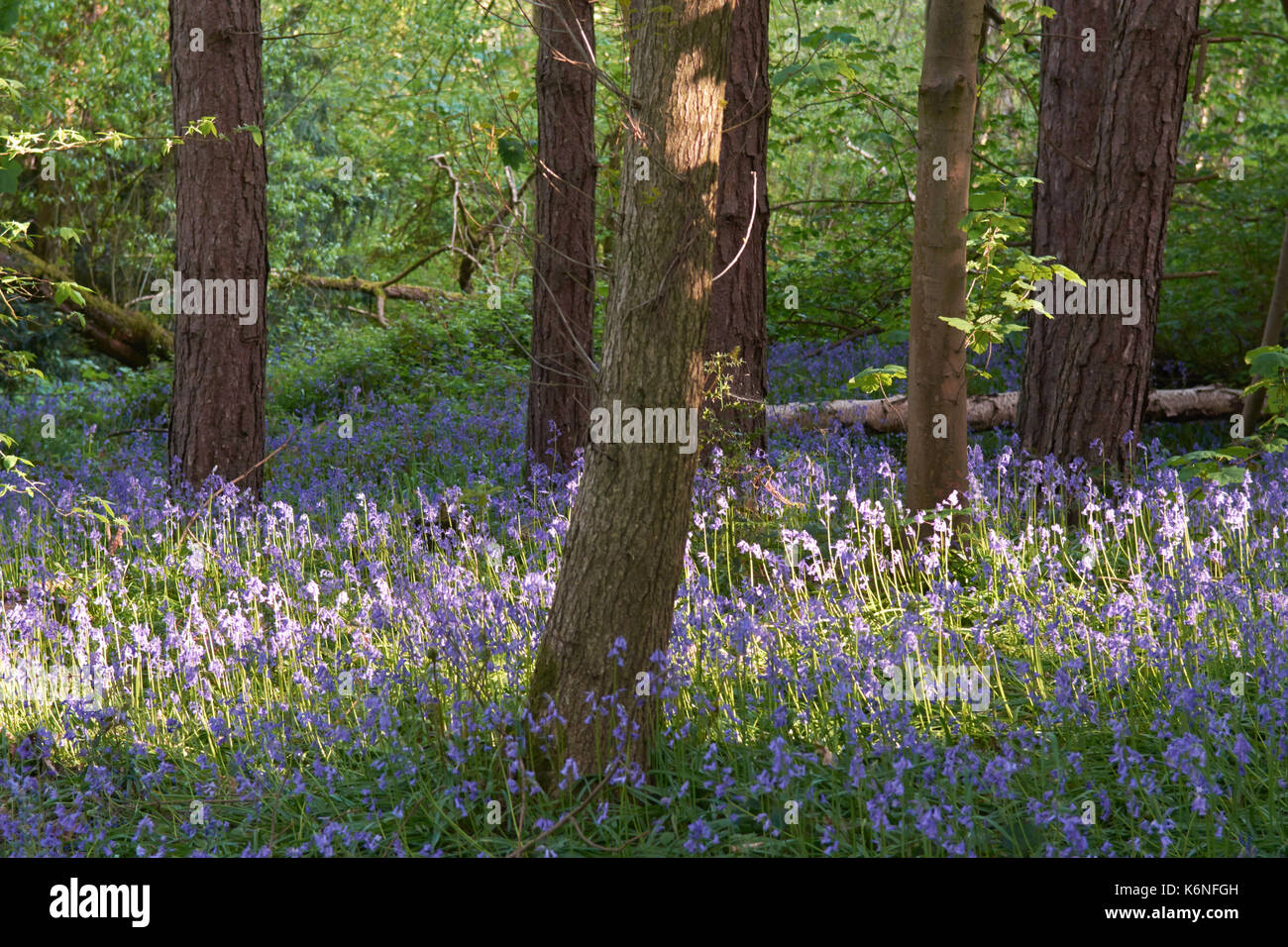 Bluebells an PIlley Holz - Barnsley, Yorkshire, Großbritannien Stockfoto