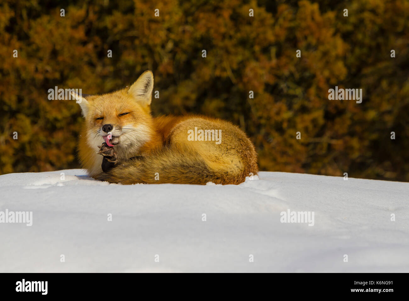 Red Fox Grooming - Männlich Red Fox (Vulpes vulpes), die auf der Oberseite von Neuschnee und das Putzen auf ein Winter am Nachmittag. Stockfoto