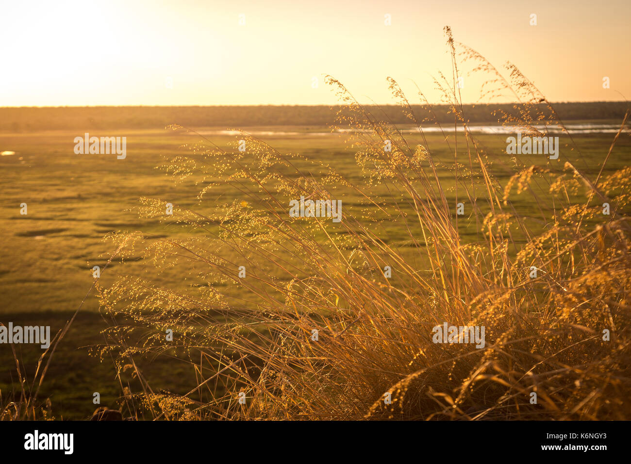 Gelbe Gras Sonnenuntergang, Ubirr Rock, Kakadu National Park, NT Stockfoto