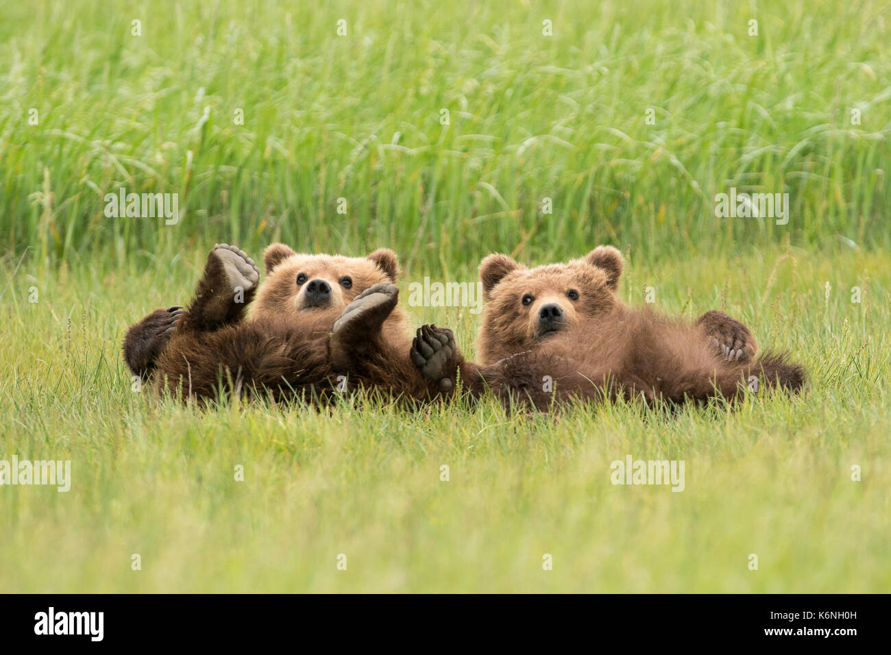 Jährling Cubs liegen Stockfoto