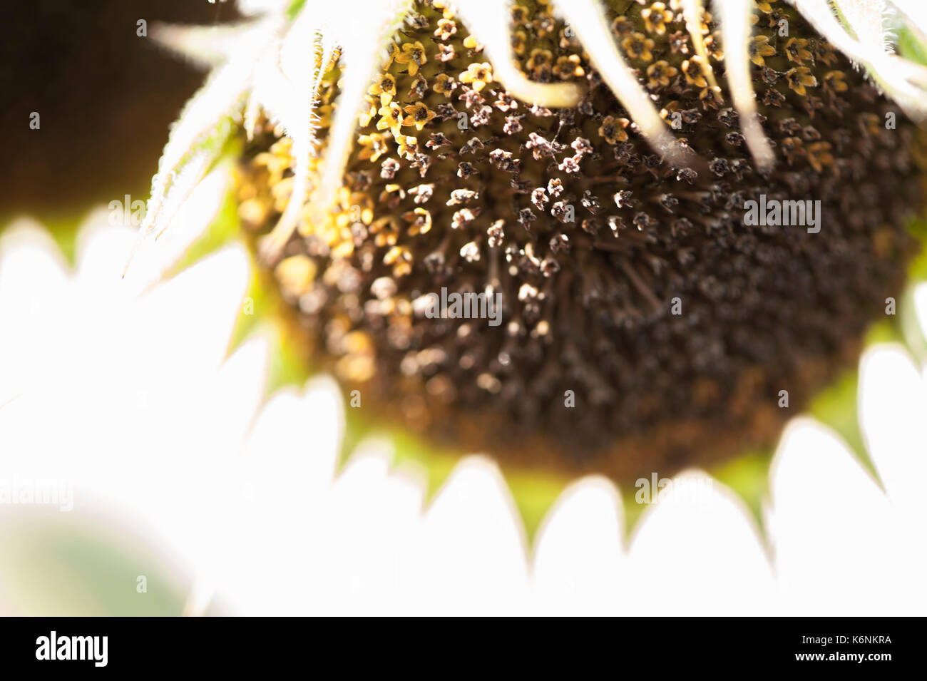 Sonnenblume Sterben am Ende des Sommers Stockfoto