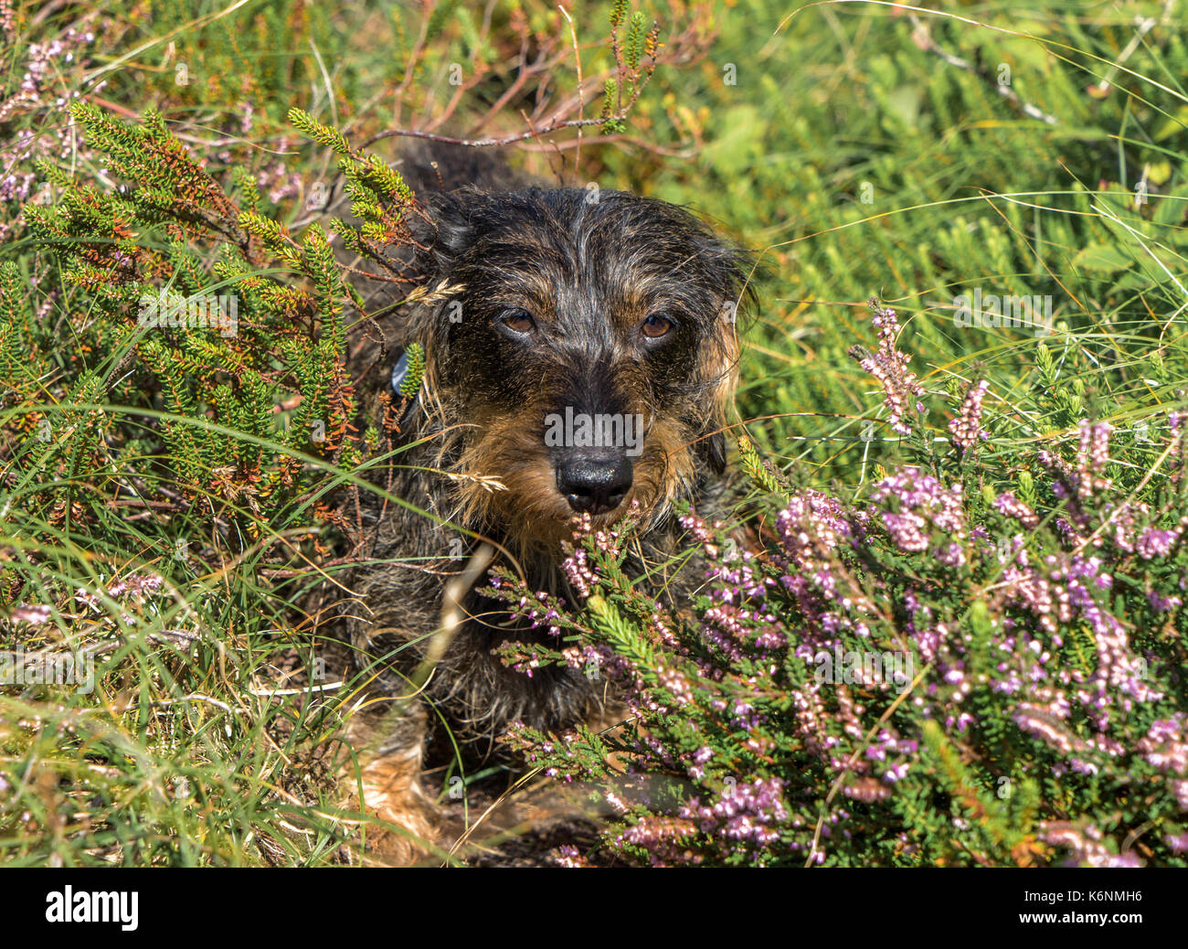 Junge Paula (Wurst Hund teckel, Dackel in der Wüste auf der kleinen nordfriesischen Insel Amrum Stockfoto