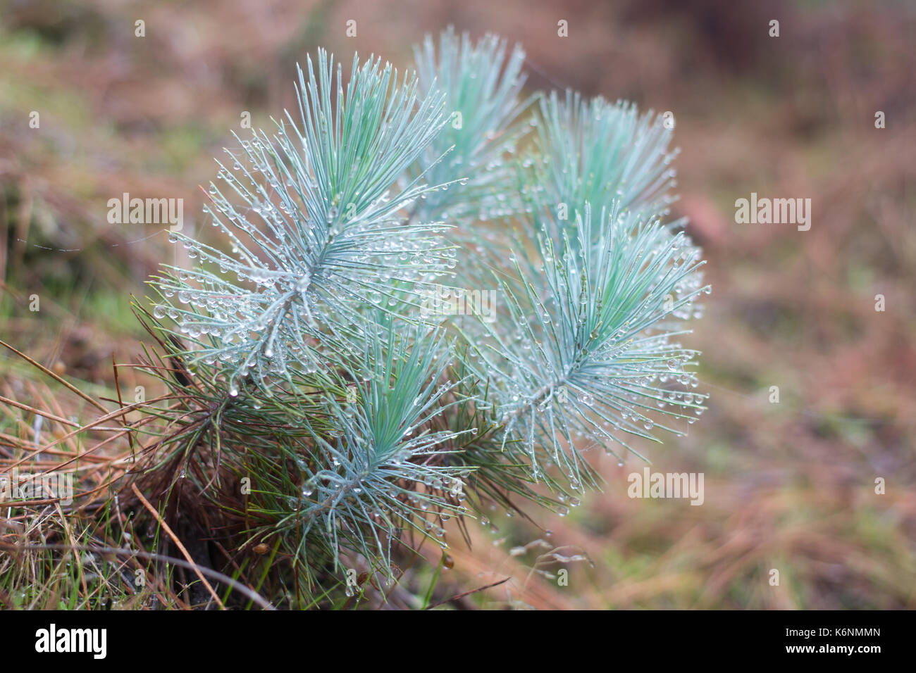 Die Familie der gymnosperms. Blau grünen Zweig. Tannenzweigen. Fichte Hintergrund. Nadelwald. Misty Nebel Wald in Teneriffa, Spanien Stockfoto