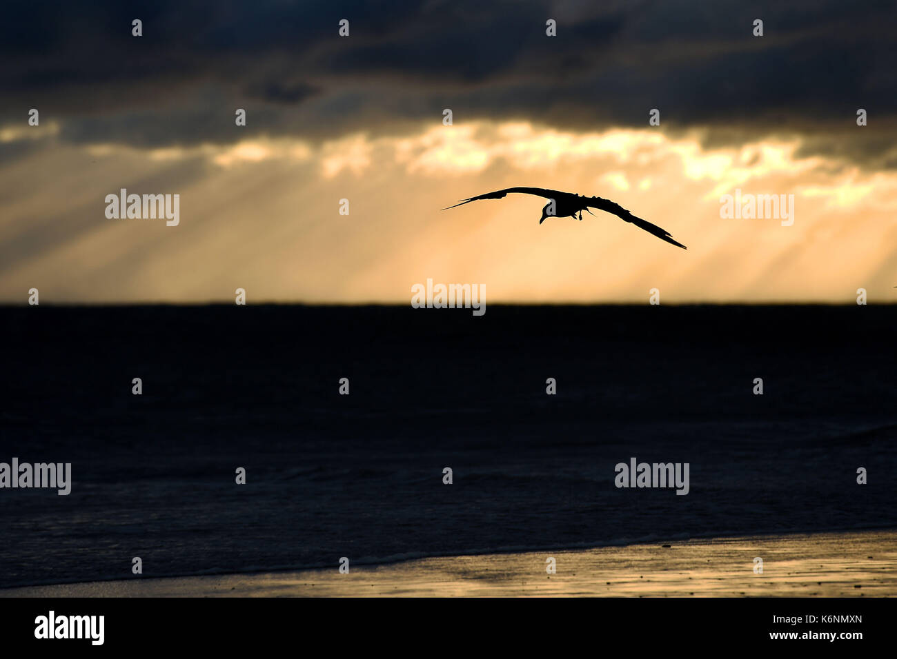 Ein seevogel Fliegen in Cromer Beach in Norfolk als Sturm Aileen bringt heulenden Windböen und schweren Duschen zu Teilen des Vereinigten Königreichs. Stockfoto