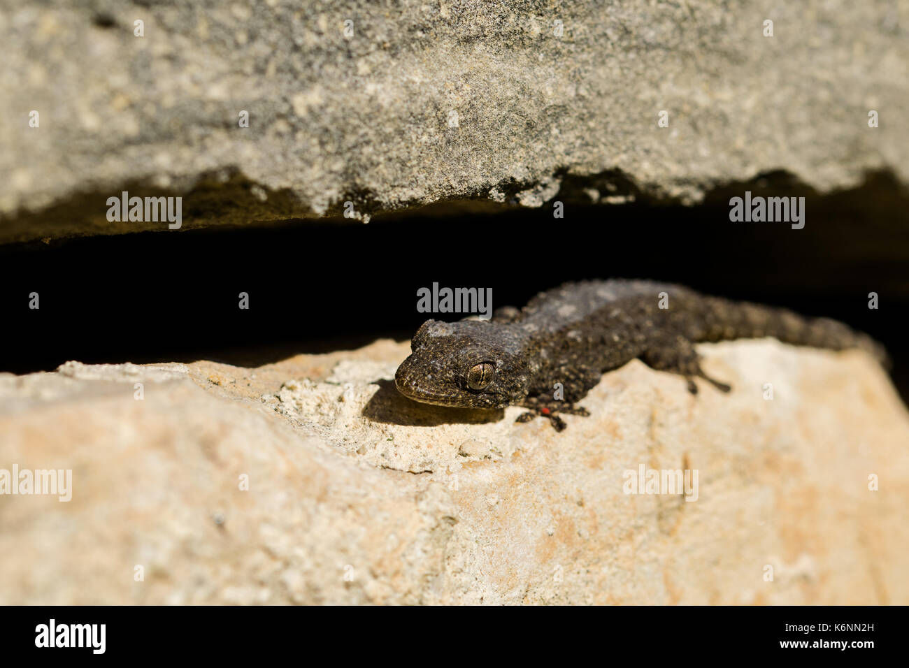 Eine maurische Gecko, Tarentola mauritanica, in der Sonne in einem rubble Wand Aalen. Der gecko hat eine kleine Rote Vogelmilbe auf dem vorderen Bein. In Malta gefunden. Stockfoto