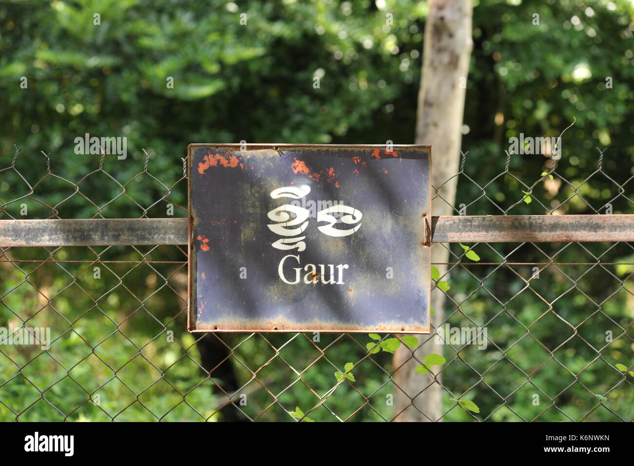 Zweisprachiges Schild „Gaur“ mit Sonnenlicht, Phnom Tamao Wildlife Rescue Center, Provinz Takeo, Kambodscha. Quelle: Kraig lieb Stockfoto