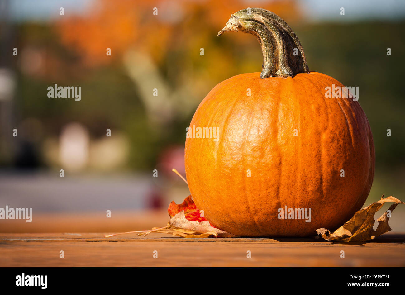 Kürbis und Herbstlaub auf Picknicktisch im Herbst. Buntes Herbstlaub im Hintergrund. Stockfoto