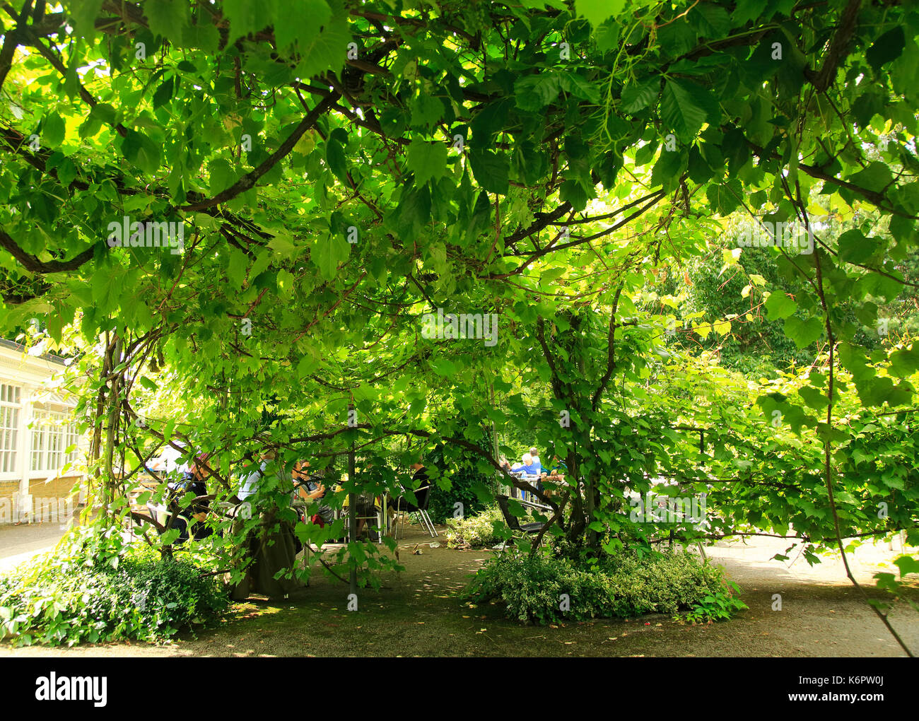 Schattigen cafe Sitzecke Kew Gardens, London, England, Großbritannien Stockfoto