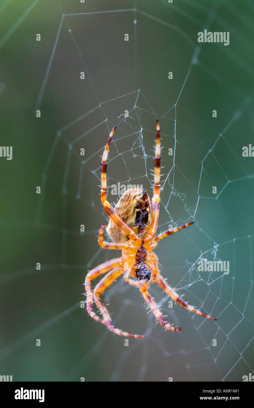 Europäische Kreuzspinne (Araneus diadematus, Diadem Spider, Spider), ein Orb Weaver Spider auf einem Webserver im Herbst in Großbritannien. Spider Makro. Stockfoto