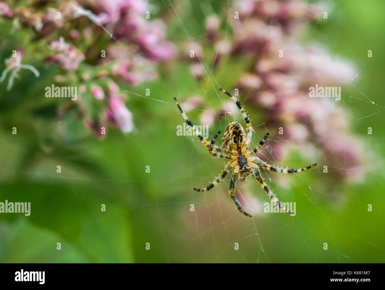 Männliche Gartenkreuzspinne (Orb Weaver Spider, Araneus diadematus, Diadem Spider) auf einem Webserver im Herbst in Großbritannien. Stockfoto