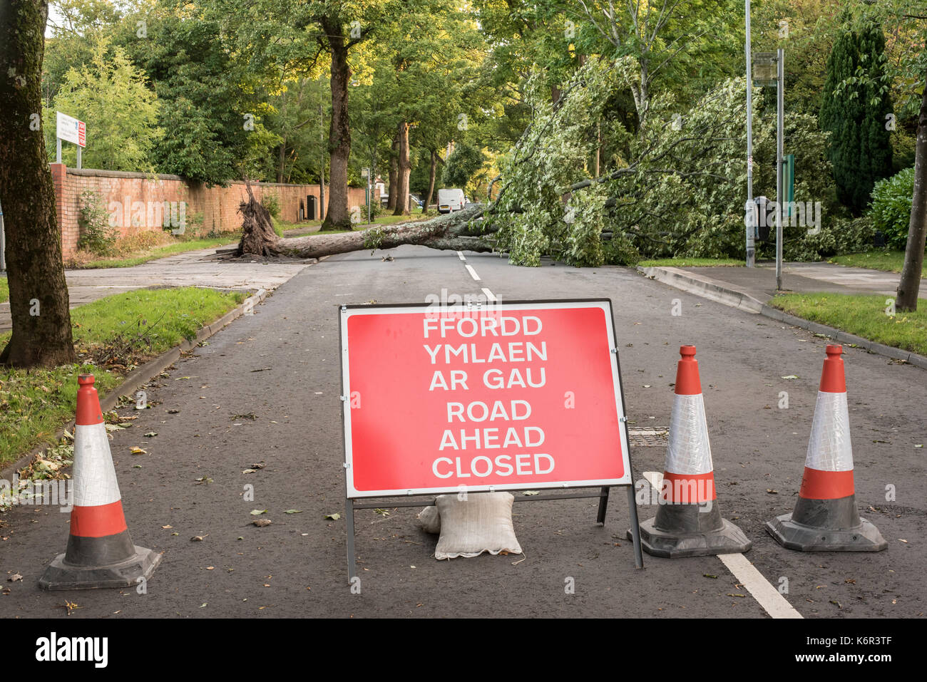 Cardiff, Großbritannien. 13 Sep, 2017. 17-09-13. Cardiff, Wales, UK. Sturm Aileen, Der erste Tropensturm der Saison 2017-2018 downs Bäume in der walisischen Hauptstadt Cardiff Straßen verursacht Asi hier in Ty Gwyn Straße, Penylan in der Nähe der Universität Halle zu schließen. Foto: IAN HOMER/Alamy leben Nachrichten Stockfoto