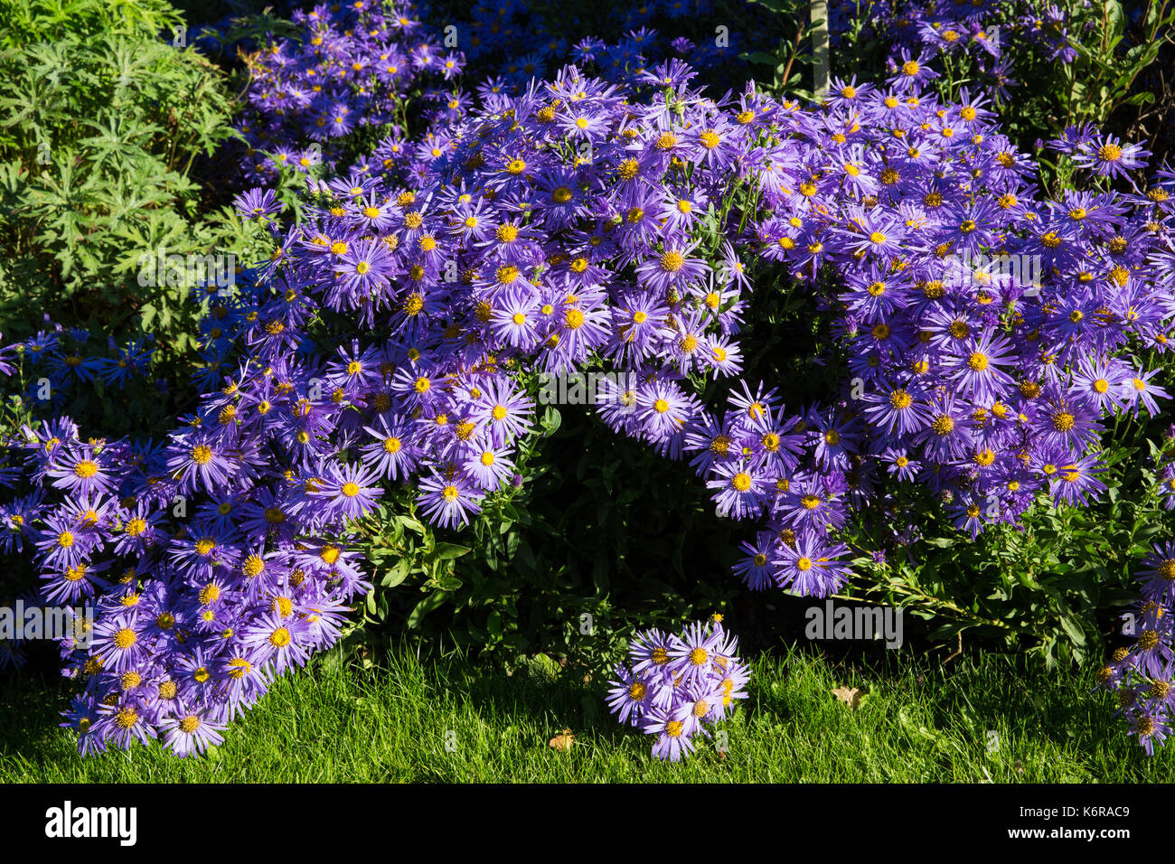 Viola Herbst Stockfotos und -bilder Kaufen - Alamy
