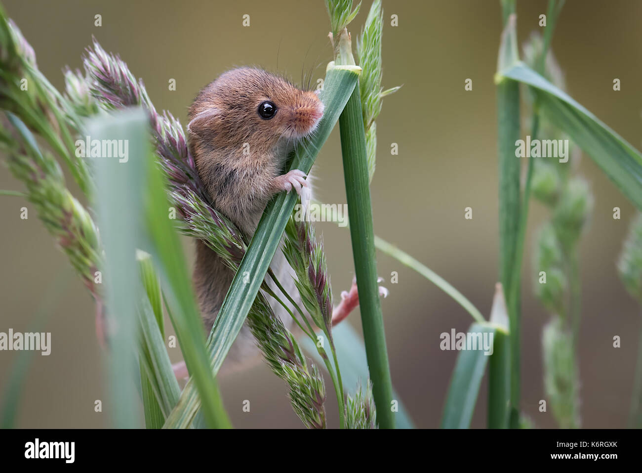 Eine Nahaufnahme von einer Ernte Maus klettern auf Grashalme und Suchen neugierig Stockfoto