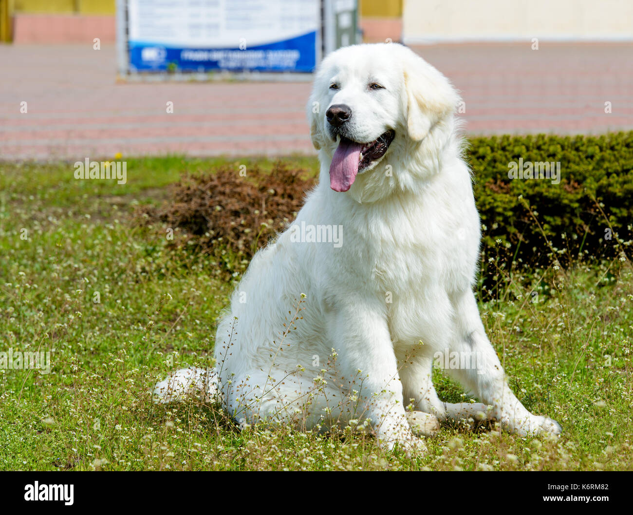 Kuvasz sitze auf dem Gras. Stockfoto