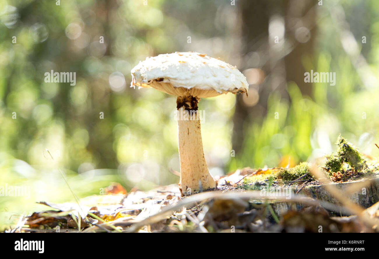 Nahaufnahme der essbaren Pilze Honig blätterpilze Stockfoto