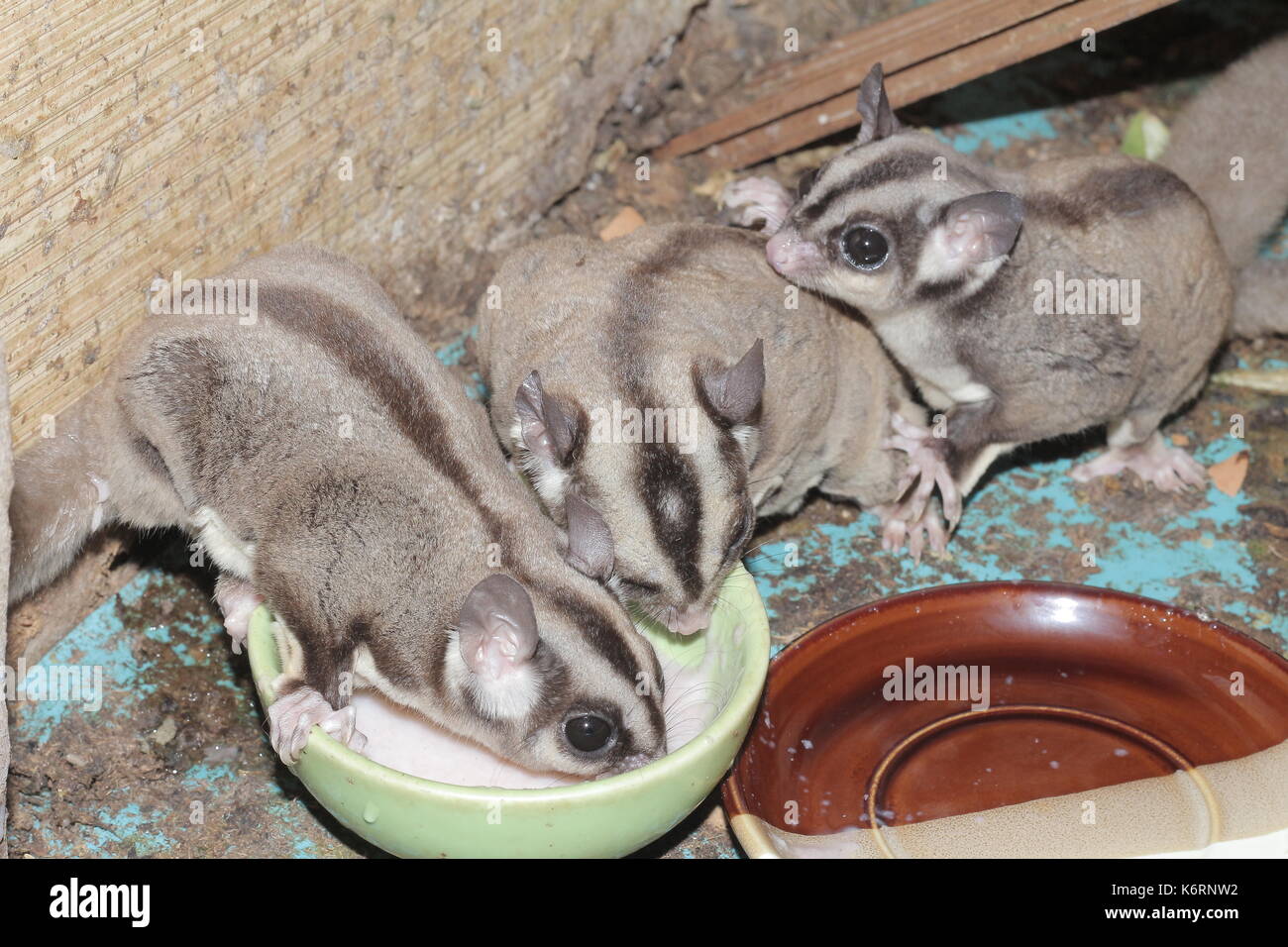 Eichhörnchen Familie Stockfoto