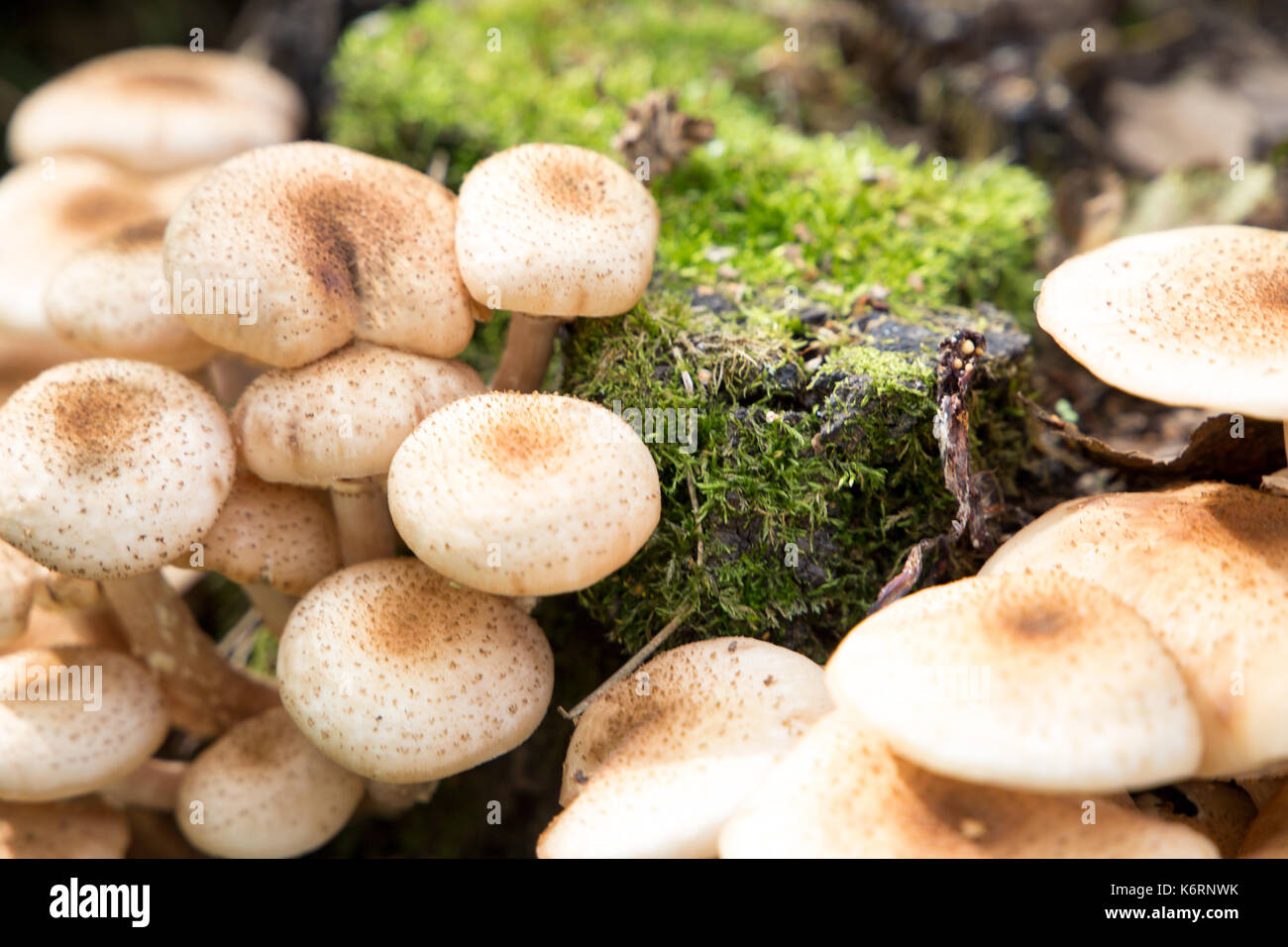 Nahaufnahme der essbaren Pilze Honig blätterpilze Stockfoto
