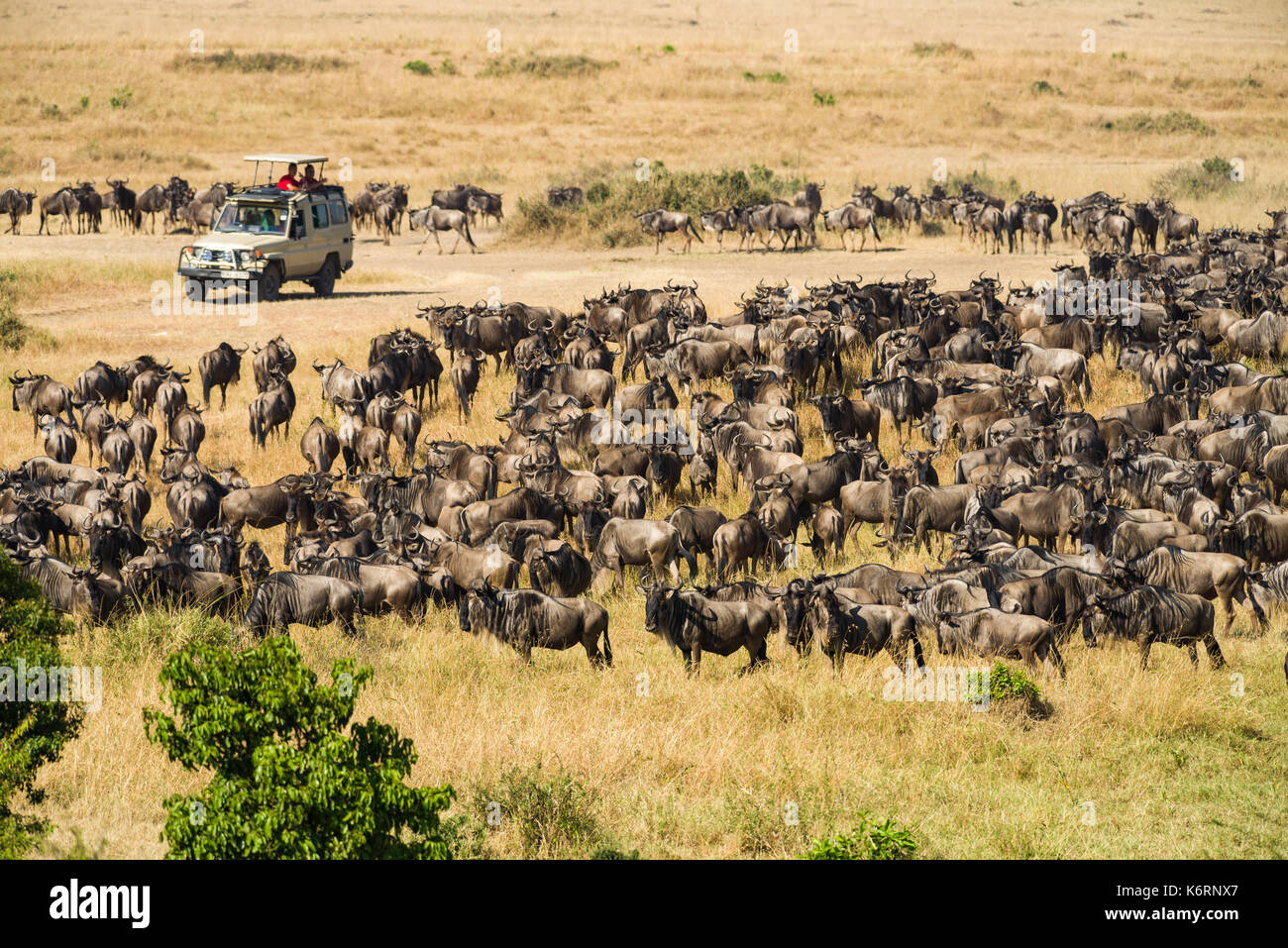 Safari 4x4 Fahrzeug mit Touristen hörte gerade Gnuwanderung, Masai Mara, Kenia Stockfoto