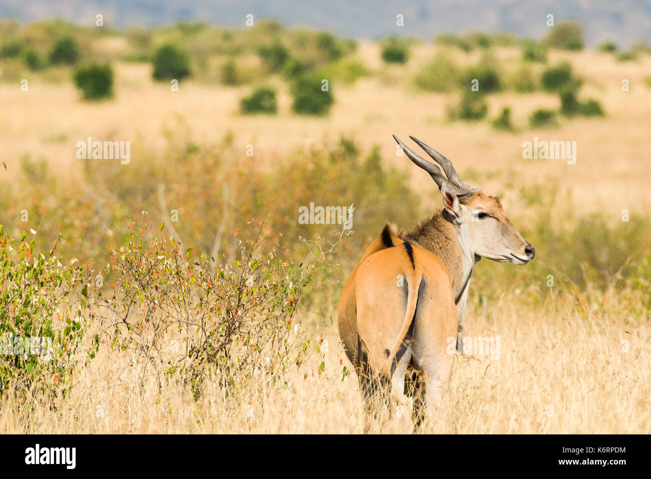 Stier gemeinsame Elenantilope (taurotragus Oryx) im hohen Gras, Masai Mara, Kenia Stockfoto