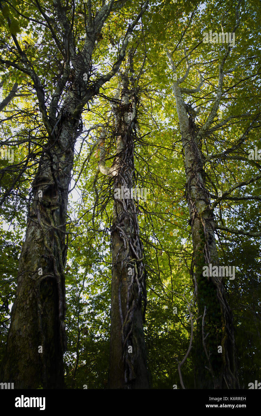 Baum Stockfoto