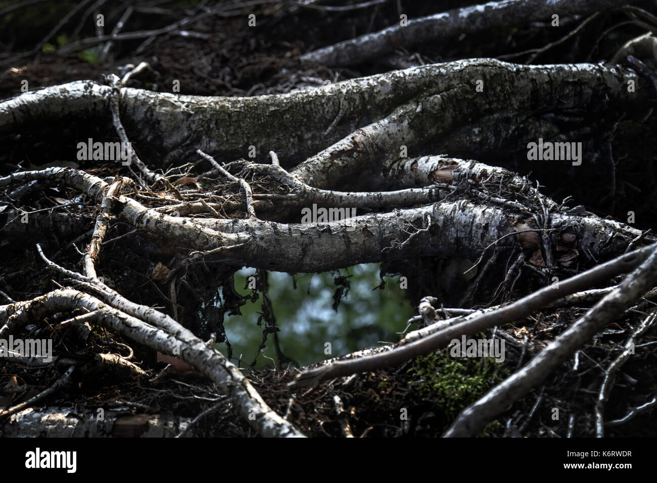 Baum Stockfoto