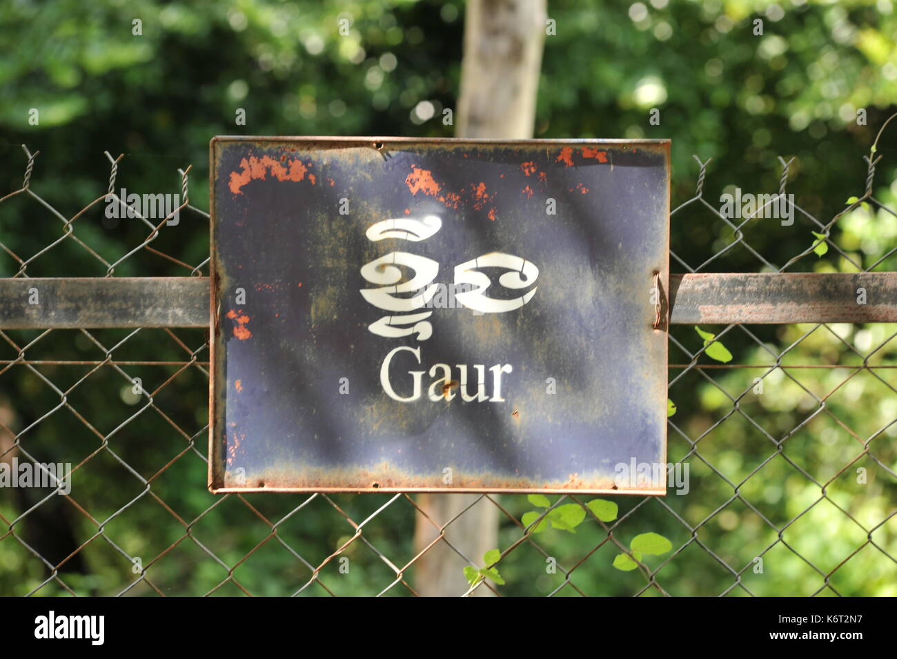 Zweisprachiges Schild „Gaur“ mit Sonnenlicht, Phnom Tamao Wildlife Rescue Center, Provinz Takeo, Kambodscha. Quelle: Kraig lieb Stockfoto