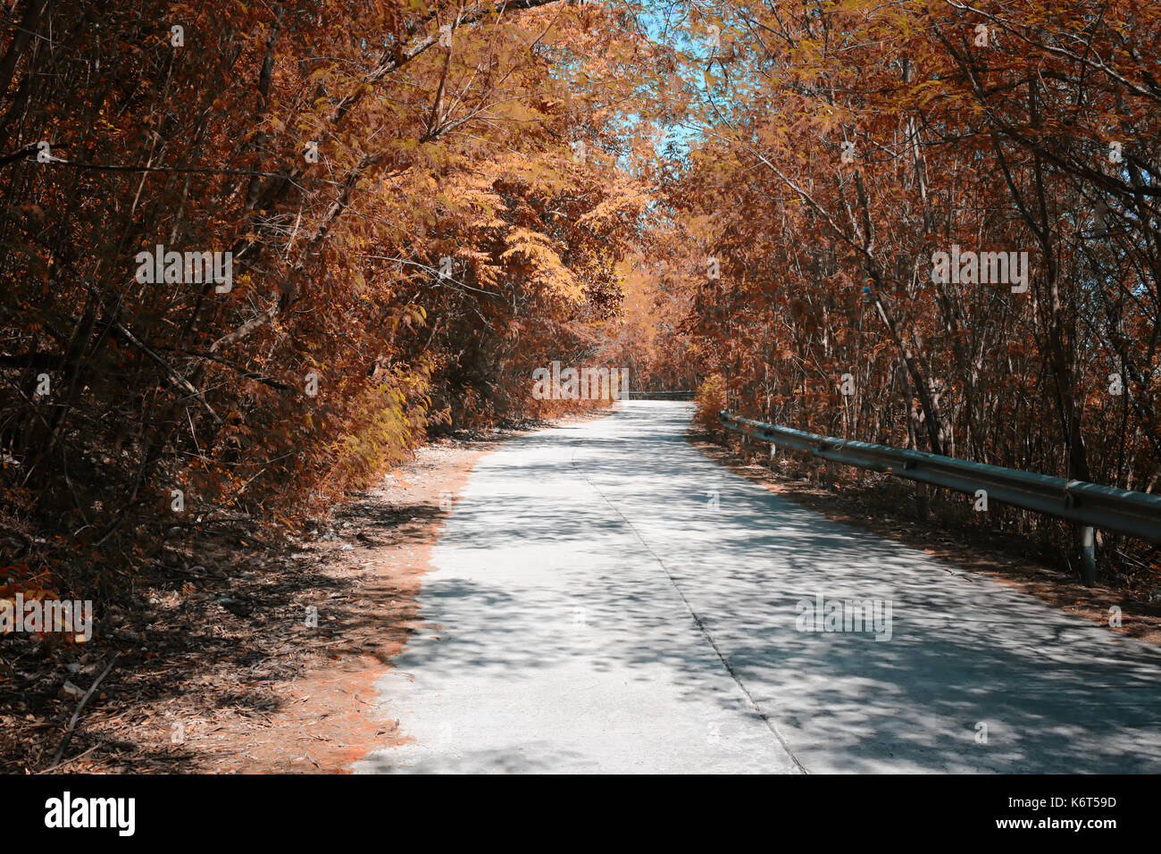 Weg im Wald, die in die Blätter Farbe ändern. Stockfoto