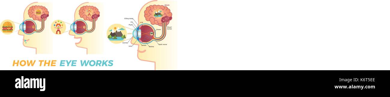 Wie das Auge funktioniert. Grundlegende grafische Elemente für den Aufbau von Lehrmaterial über die Augen. Drei verschiedene Variationen. Stock Vektor